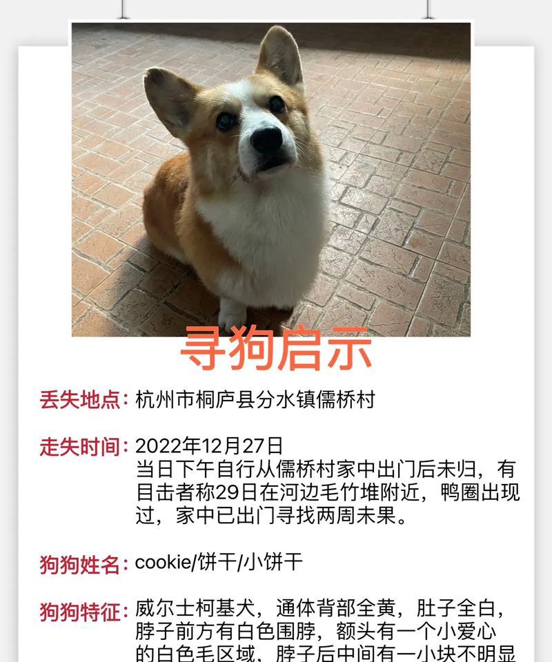 解决柯基背部白皮屑问题的护理方法（有效缓解柯基干燥皮肤的若干措施）