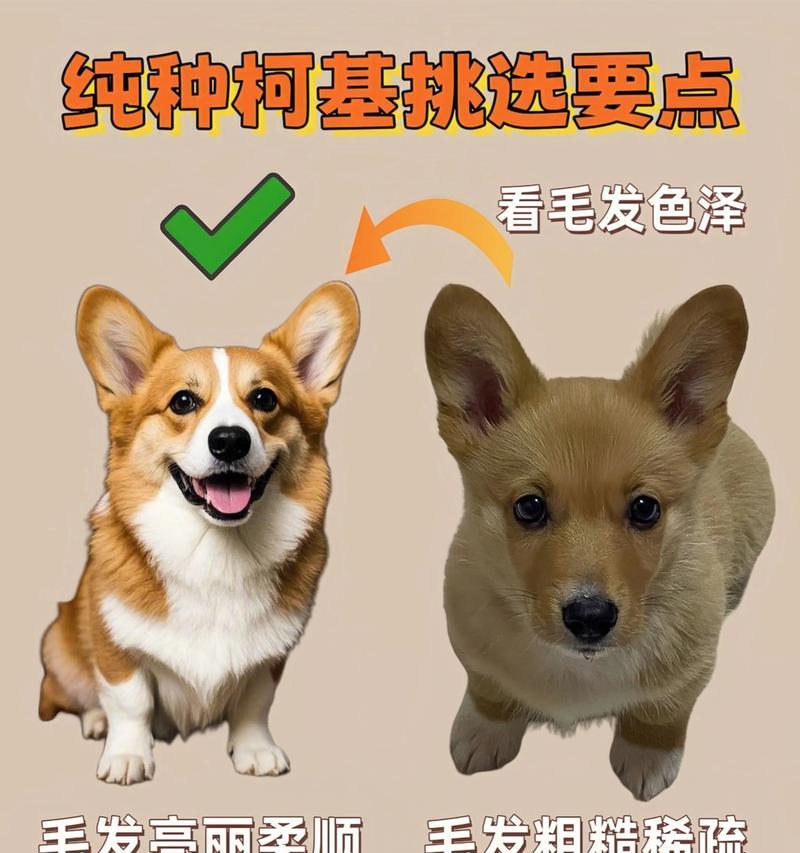 柯基狗的眼睛护理（柯基狗洗眼的正确频率及步骤）