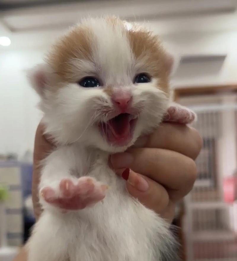 猫咪的成长奇迹（探索猫咪成长的时间线及关键因素）
