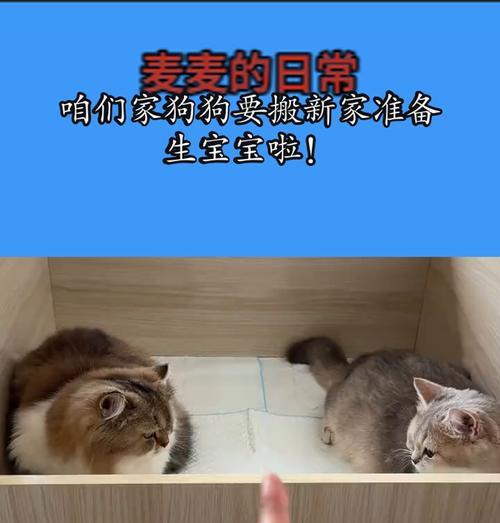 狗狗生孩子需要多长时间？（探究狗狗的生育周期及相关因素）