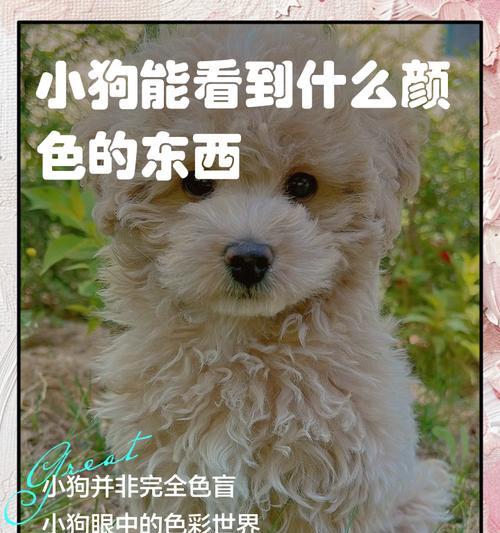 探索狗的多彩世界（从黑白到五彩缤纷，狗的颜色给我们带来的启示与惊喜）