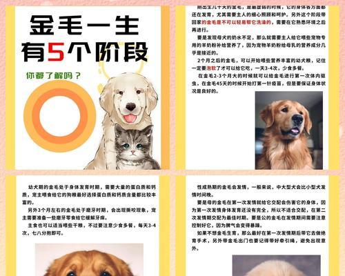 金毛犬50天体检指南（了解金毛犬身体健康状况的必备检查项目及注意事项）