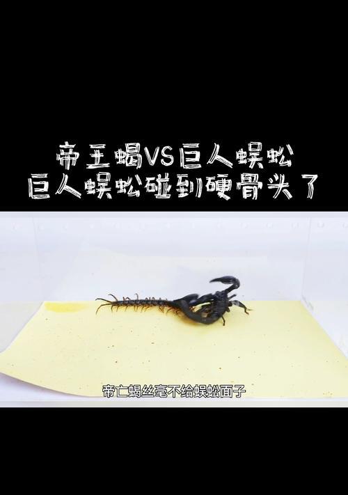 帝王蝎（剖析帝王蝎独特的交配方式及其剧毒特性）
