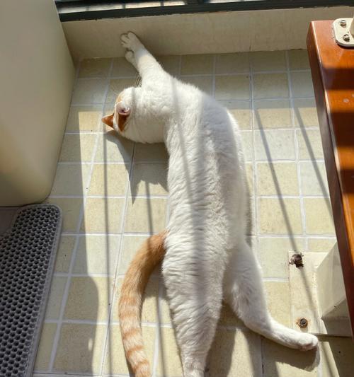 猫晒太阳需要多长时间才有效果？（揭秘猫晒太阳的关键所在）