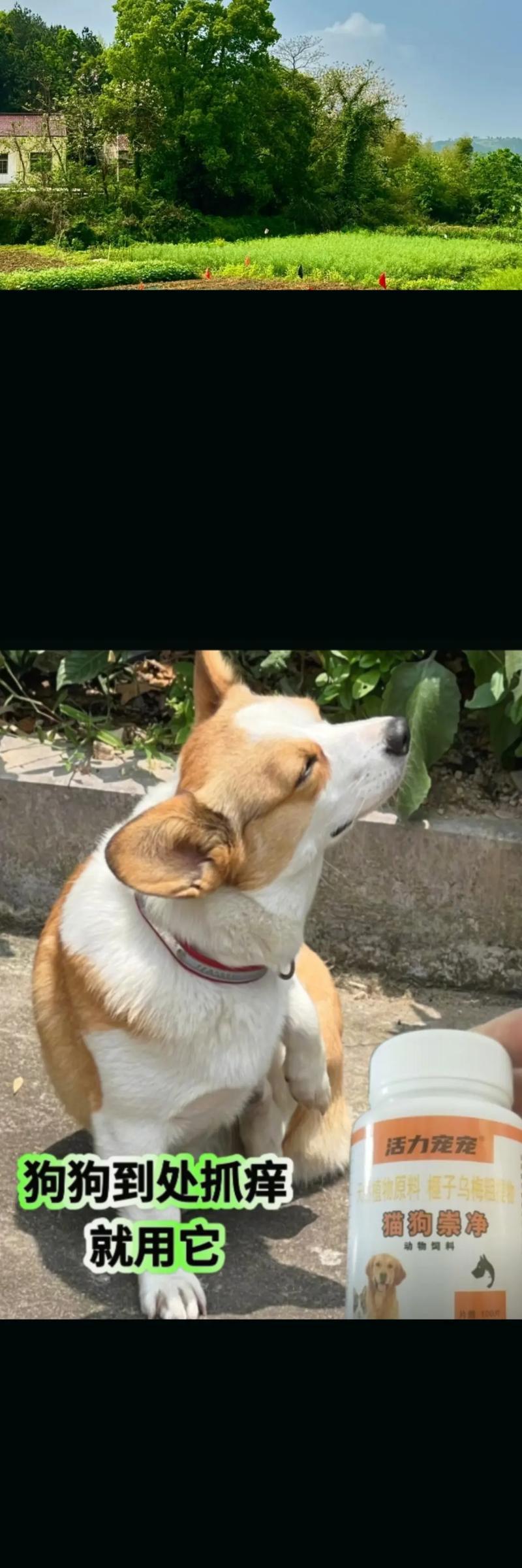 狗狗驱虫饭后多久吃？（掌握正确的时间，守护爱宠健康。）