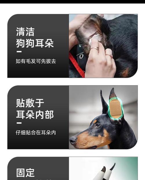 狗狗耳朵的用处及如何清理（了解狗狗耳朵的重要性与清理方法）