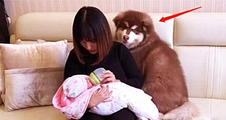 培养良好互动习惯——小狗咬脚跟游戏的改正方法（转变、转移、忽视——让小狗远离咬脚跟的习惯）
