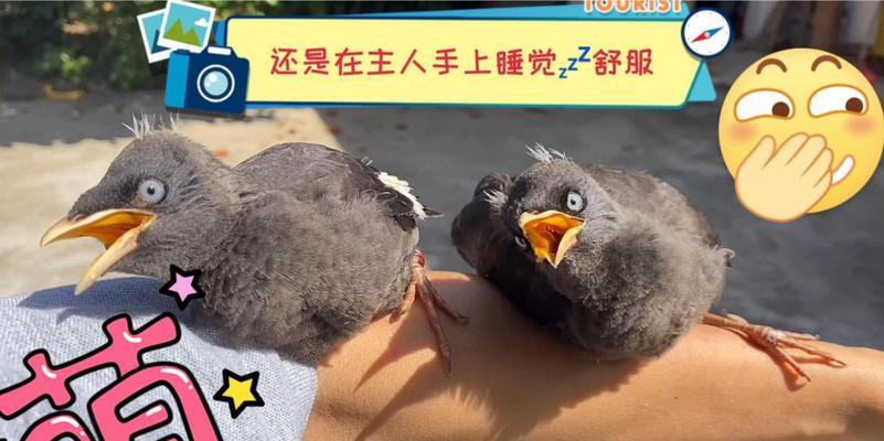 八哥晒太阳的最佳时长与方法（如何让八哥在阳光下保持健康活力）