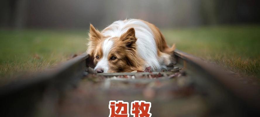 小心！这些水果宠物不能吃（了解宠物不能吃的水果，保护它们的健康）