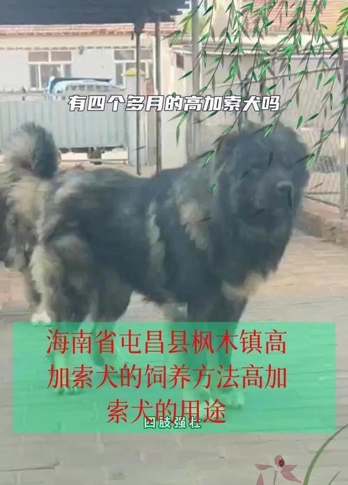 高加索犬成年所需时间（探索高加索犬成长的时间轴，从傲慢的幼崽到沉稳的守卫者）
