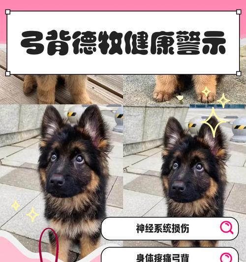 德牧后腿弯是纯种的标志吗？（揭秘德牧后腿弯与纯种的关系）