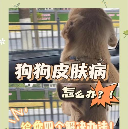新手如何轻松饲养狗狗（四招教你成为合格的狗主人）