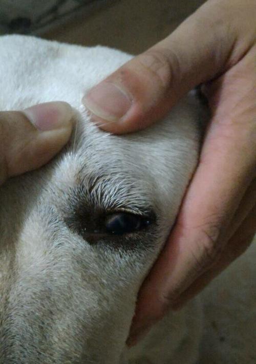 狗狗眼球手术（探秘狗狗眼球手术的治疗时间及效果）
