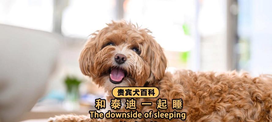 揭秘泰迪狗每天的睡眠时间（40天泰迪狗的睡眠规律与需求解析）