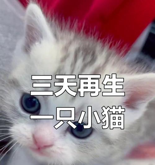 猫咪的怀孕周期（了解猫咪的繁殖周期和间隔，守护母猫和幼猫的健康成长）