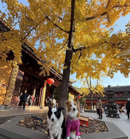 探索世界的金毛之旅（寻找金毛尽享旅游的乐趣）