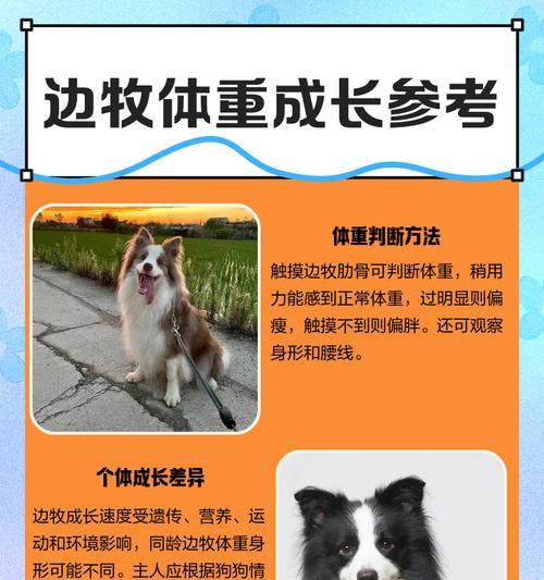 以母边牧身体多久定型？（了解边牧犬身体发育特点及成熟时间）