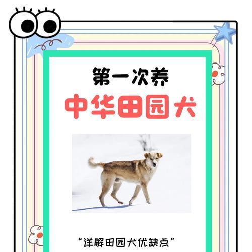 土狗也是最好的狗狗（探寻土狗的魅力所在）