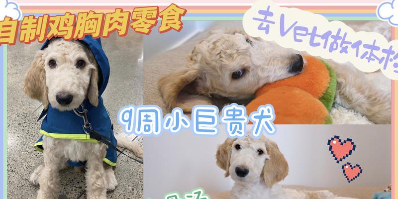 以猪骨头为食的狗需要多久消化？（狗消化猪骨头的时间长短取决于多个因素）