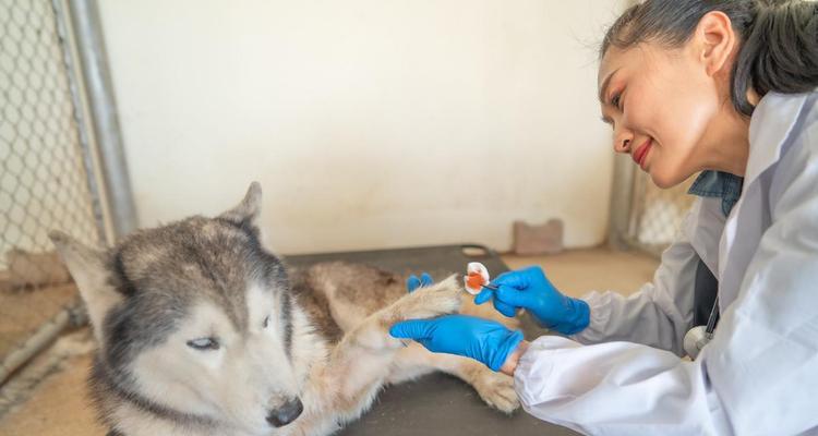 狗狗打完狂犬疫苗多久可以安全出门？（解析疫苗接种后的出门时间及注意事项）