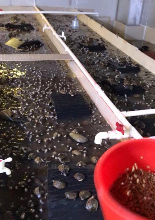 初学者如何孵化石金钱龟苗子（从准备到操作，轻松孵化石金钱龟苗子）