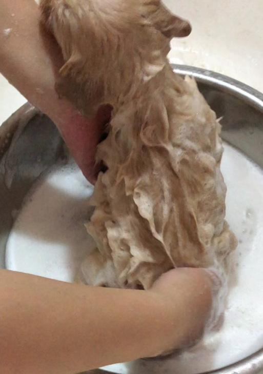 金毛幼犬如何剪指甲？（掌握正确的方法，让你的金毛宝贝舒适剪指甲）