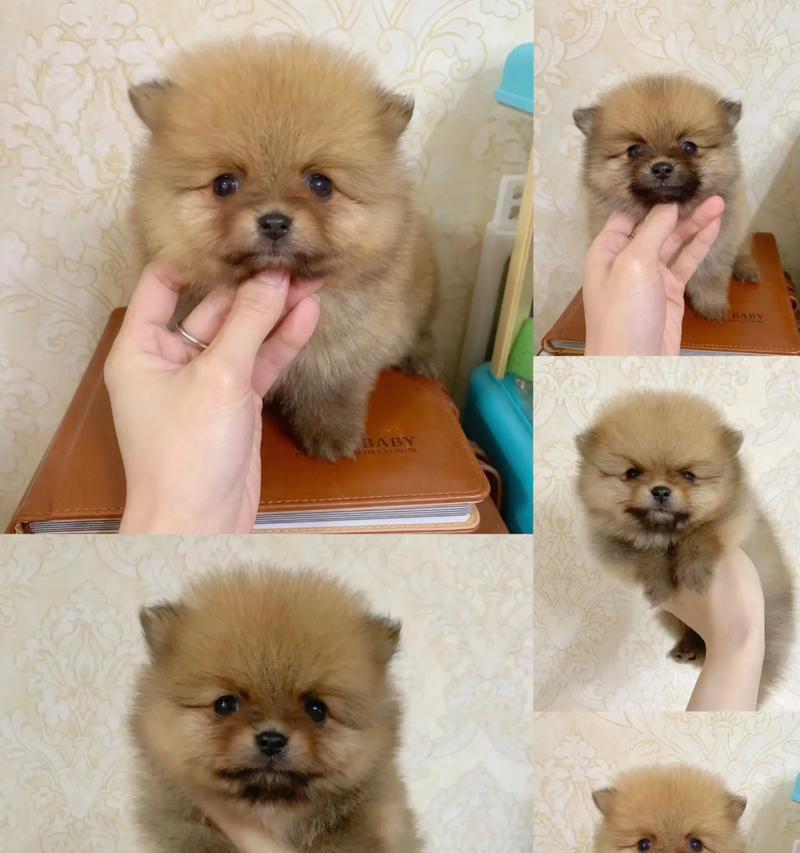 博美犬的生育周期及注意事项（探讨博美犬生孩子的周期和生产过程，以及在此期间需要注意的事项）