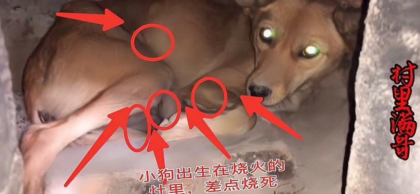 狗下仔后多久不流血？（探讨狗狗产后恢复期的时间和特征）
