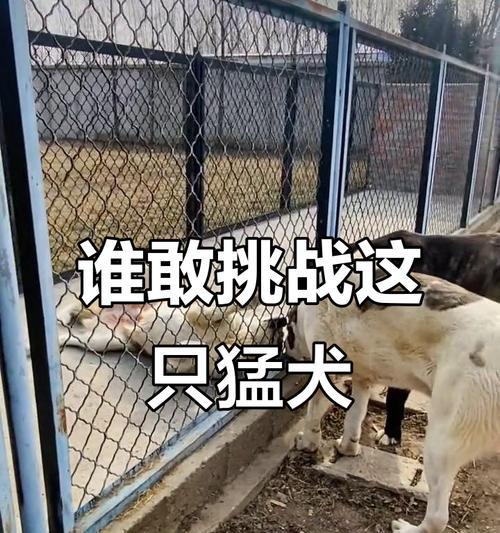 中亚牧羊犬（以眼神威慑外敌，保卫领土的守护者）