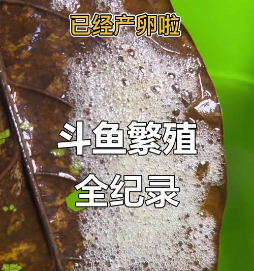 斗鱼的繁殖时间有多久？（探究斗鱼繁殖周期和影响因素）
