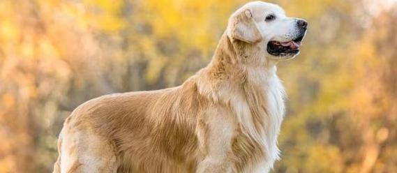 金毛狗狗的寿命排行榜（揭秘金毛犬种寿命及长寿秘诀）