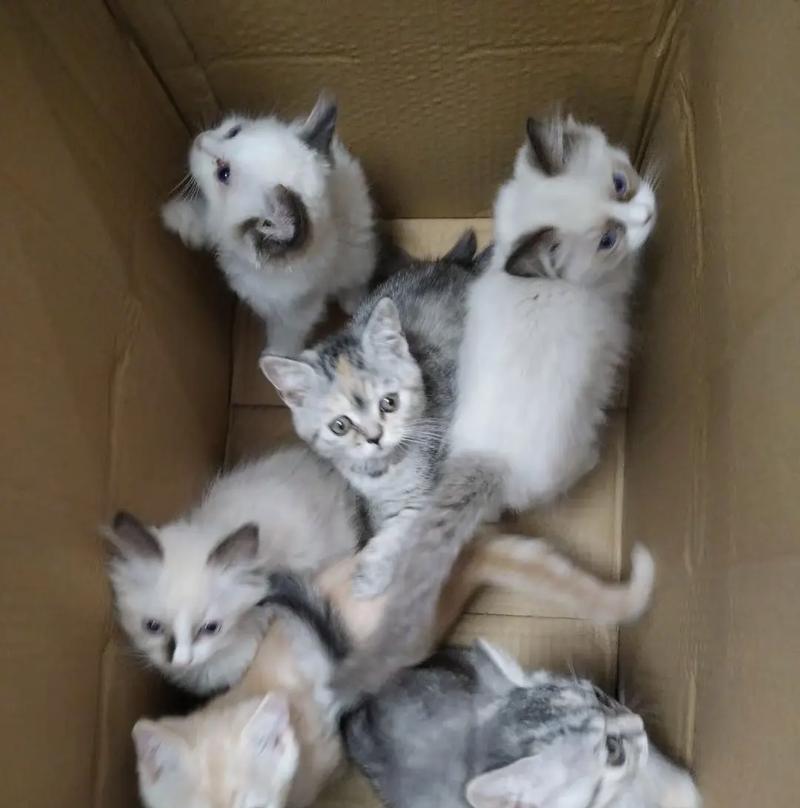 猫打疫苗后的驱虫时间表（疫苗和驱虫之间的关联以及最佳时间安排）