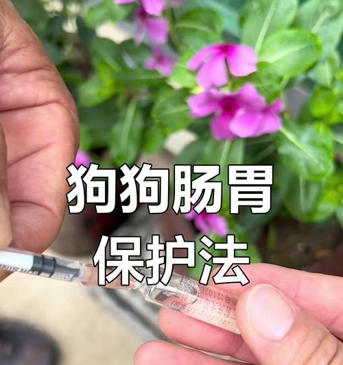 狗狗肠胃不好怎么办？四种护理方法教你一招（针对肠胃问题，有效预防和缓解，提高狗狗肠胃健康）
