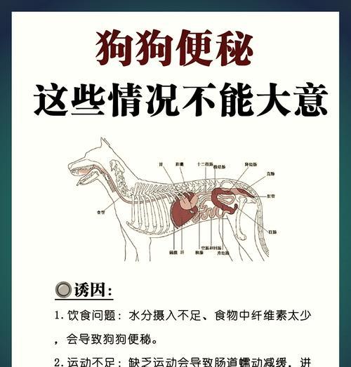 狗狗胀肚拉稀的康复时间及治疗方法（了解康复时间，科学治疗，让宠物健康快乐）