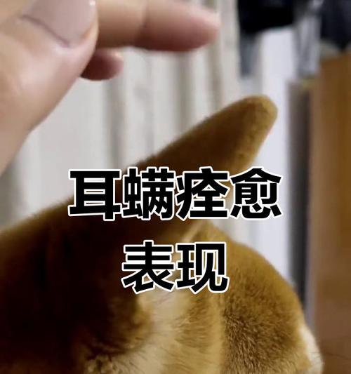 如何正确处理狗狗耳螨问题（探索有效的耳螨治疗方法，让你的狗狗远离耳朵困扰）