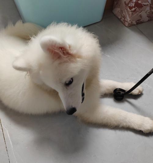 萨摩耶幼崽（萨摩耶冬季生活指南，轻松养护幼崽）