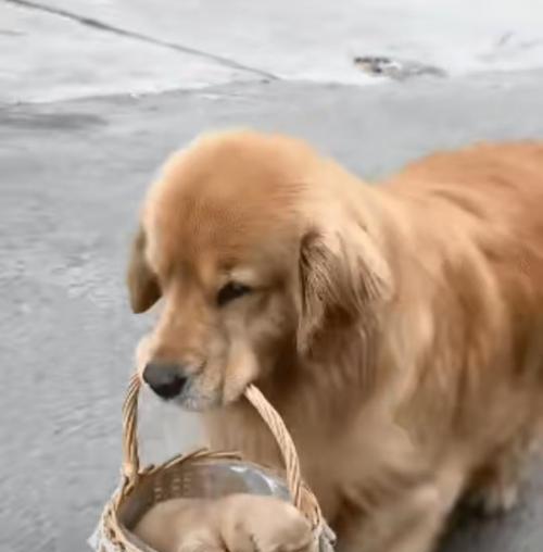 金毛犬养育指南（从陌生到亲密，耐心培养关系的关键）