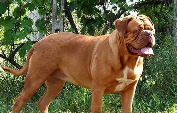 探索欧洲犬种的多样性（了解欧洲犬种的特点和历史）