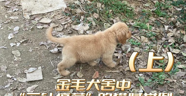 金毛幼犬疫苗接种时间详解（宠物养护）