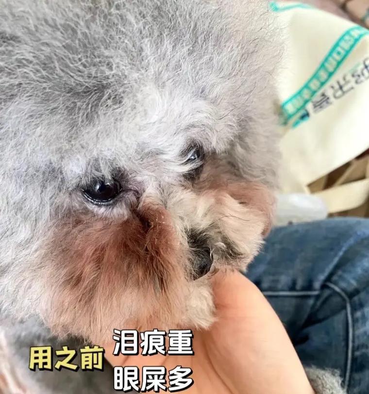 揭秘狗狗泪痕发臭的原因及解决方法（消除狗狗泪痕发臭，让你的宠物更健康）