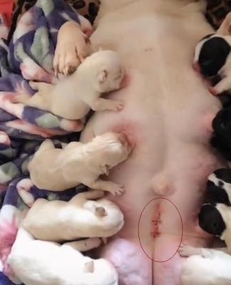 斗牛犬剖腹产的时间及注意事项（斗牛犬剖腹产时机选择）