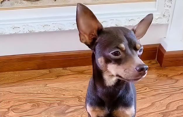 选择小鹿犬作为宠物犬的理由（探索小鹿犬的优点与特性，为您带来最佳宠物选择）