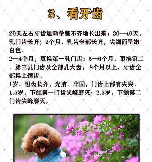 泰迪生产的持续时间有多久？（探索泰迪生产的时间周期以及关键因素）