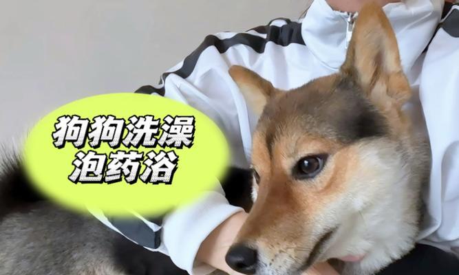 狗狗药浴的有效期限究竟有多久？（狗狗药浴效果的关键要素是什么？）