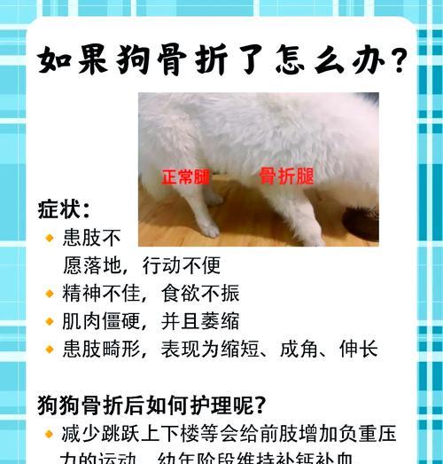 狗狗后腿骨折康复周期及注意事项（狗狗骨折康复周期）