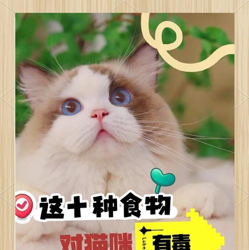 千万别给猫咪吃这几种食物！（猫咪生病、丧命的罪魁祸首，千万注意！）