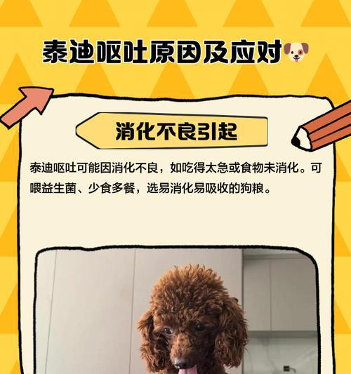 泰迪狗分娩时阵痛持续时间及相关注意事项（了解泰迪狗产后阵痛的时长以及如何应对）