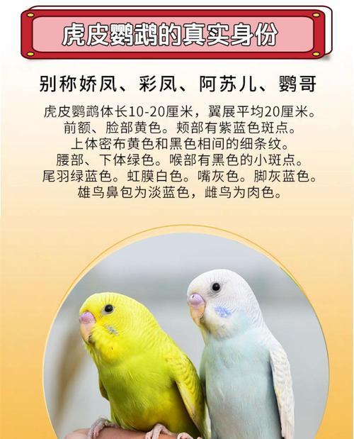 虎皮鹦鹉学说话的时间和方法（探秘虎皮鹦鹉学习说话的秘密，助你培养聪明的宠物）
