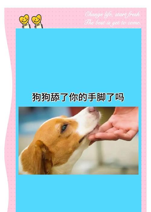 狗狗为什么总是喜欢舔主人的脚丫？（解析狗狗舔脚行为的原因与意义）