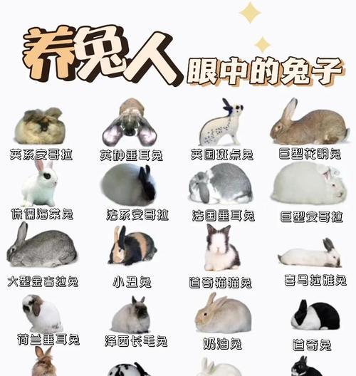 兔子的种肢体语言解释（探秘兔子表达爱意的方式与特征）